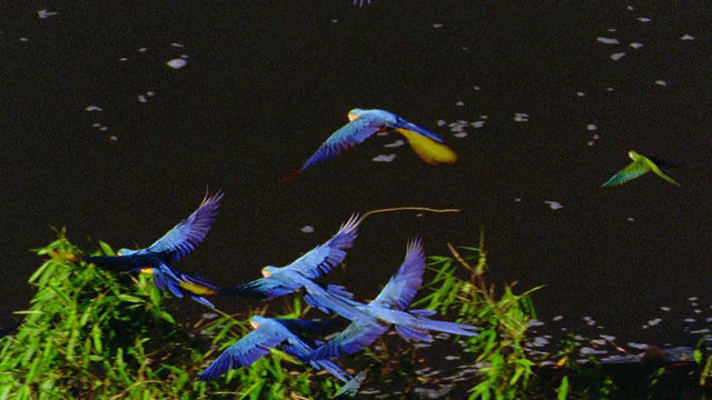 高角度PAN金刚鹦鹉飞过水面/秘鲁坦博帕塔视频下载