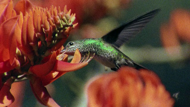秘鲁马努，热带雨林中蜂鸟捕食花朵的慢镜头视频素材