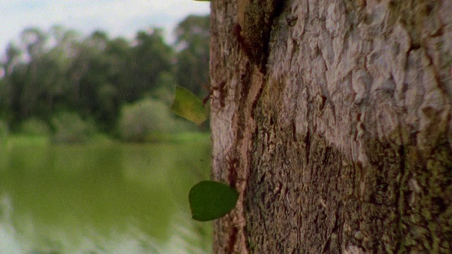 近距离跟踪拍摄切叶蚁搬运树叶落在树干上，秘鲁马努视频素材