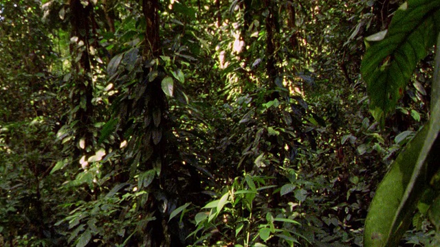 在秘鲁的坦波帕塔雨林，一架起重机沿着藤蔓向地面拍摄视频素材