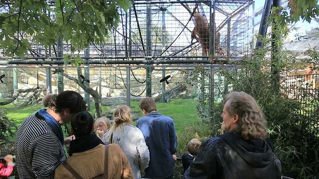 柏林动物园猩猩前的人们视频下载