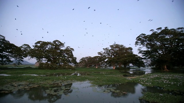 蝙蝠-印度狐蝠(Pteropus giganteus)在栖息地，准备在日落后离开栖息地视频素材