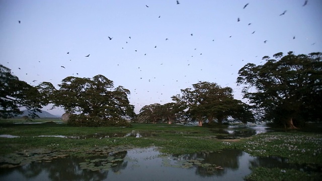 蝙蝠-印度狐蝠(Pteropus giganteus)在栖息地，准备在日落后离开栖息地视频素材
