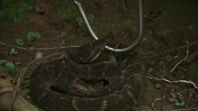 研究人员用蛇钩戳一只捕获的蛇。视频素材