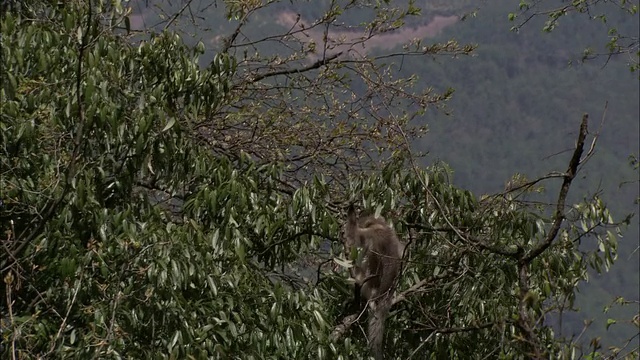 一只金丝猴从一棵树跳到另一棵树。视频素材