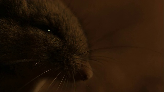 一只老鼠抖动它的胡须。视频素材