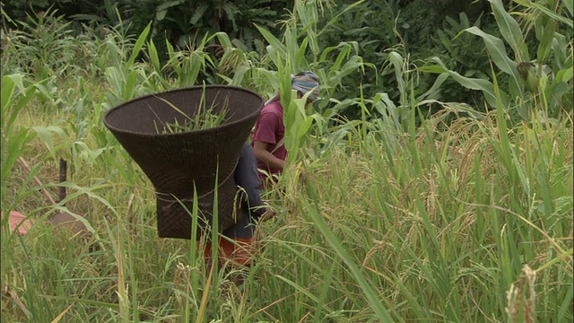 一位妇女背着一个巨大的编织篮子在田里收割稻谷。视频下载