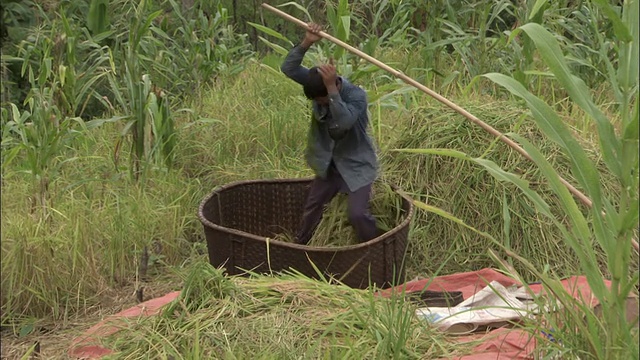一个男人站在一个大编织篮里，踩着水稻。视频素材