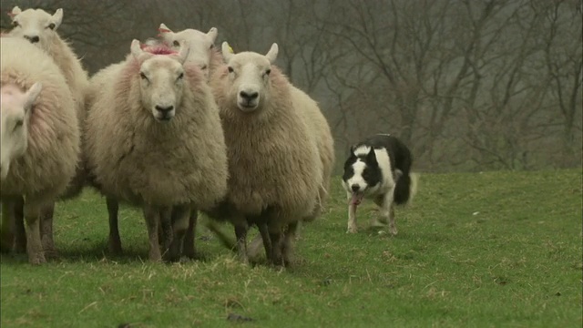 边境牧羊犬在驱赶一群羊。视频素材