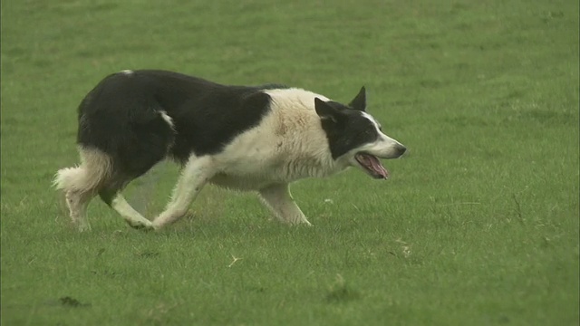 一只边境牧羊犬在草地上漫步。视频素材