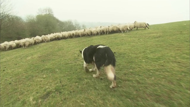 一只边境牧羊犬赶着一群羊穿过一片绿色的牧场。视频素材