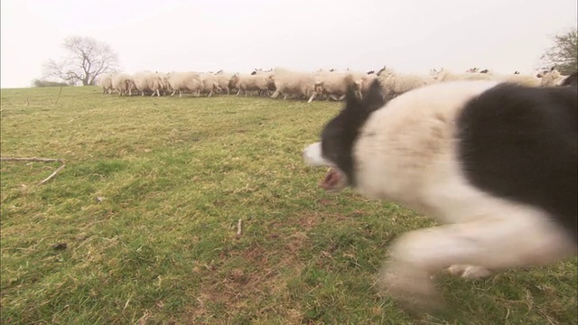 一只边境牧羊犬赶着一群羊穿过一片绿色的牧场。视频下载