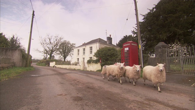 一只边境牧羊犬正在沿街放羊，经过一个红色电话亭。视频素材