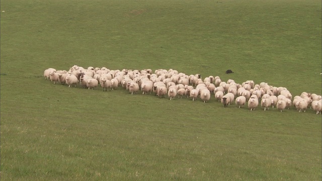 边境牧羊犬在广阔的草地上放牧一群羊。视频素材