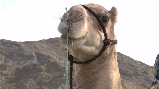骆驼前后移动嘴来咀嚼。视频素材