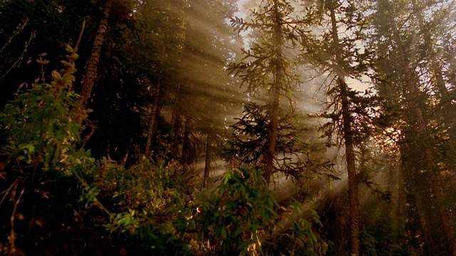 低角度的上帝光线透过薄雾松树林/阿斯彭，科罗拉多州视频下载