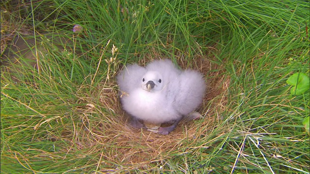 筑巢的海鸥在草中鸣叫。视频下载