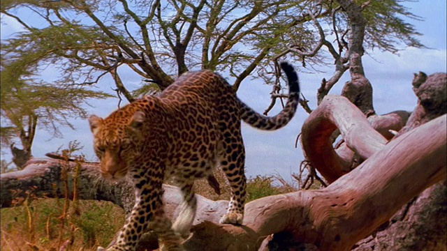 一只成年豹从树上爬下来。视频下载