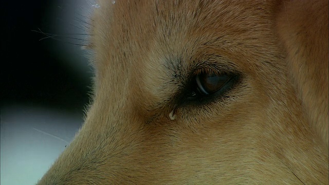 一只小狗眨着眼睛。视频下载
