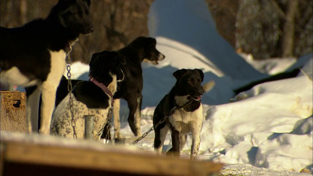 雪橇狗站在狗窝附近吠叫。视频下载