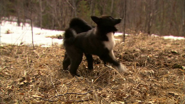 一只用皮带牵着的黑狗和另一只黑狗在森林里嬉闹。视频素材