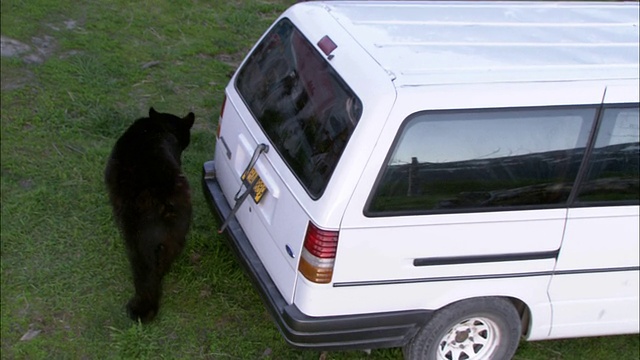 一只熊走近一辆小货车，在它周围踱步。视频素材