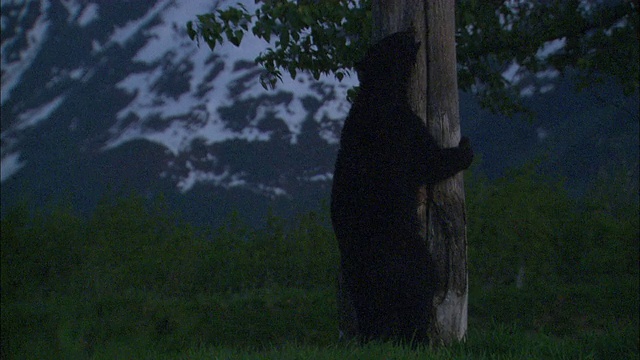 熊用爪子抓树干。视频素材