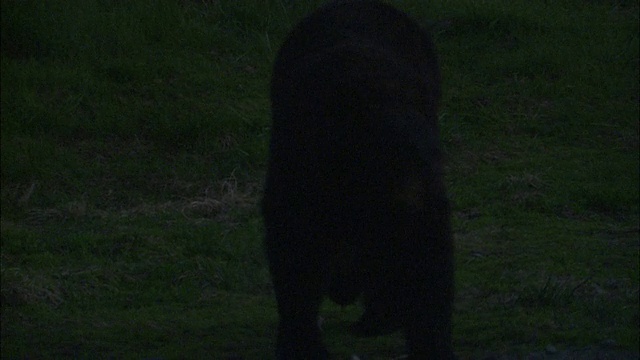 一只熊在草地上漫步。视频素材