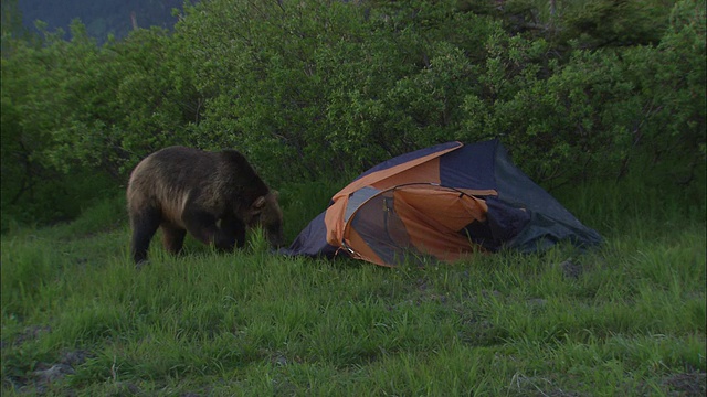 熊们调查一个帐篷，一只熊把它撕了。视频素材