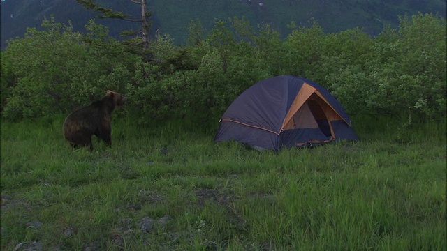 一只熊走近一个帐篷，用后腿站立。视频素材