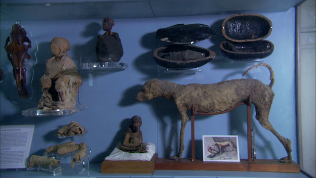 动物雕像占据了开罗博物馆的书架。视频下载