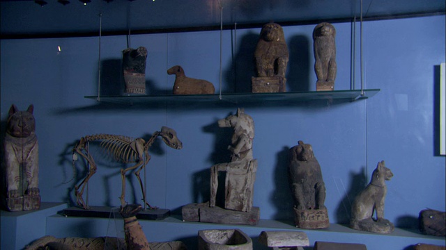 书架上摆放着埃及雕像和动物骨骼。视频下载