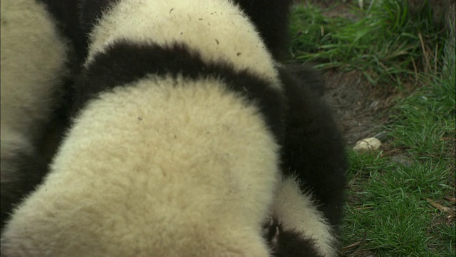 熊猫幼崽会摔跤和玩耍。视频素材