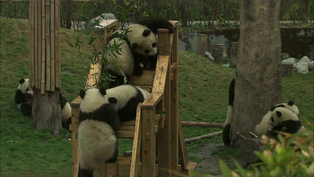 卧龙大熊猫研究中心的熊猫幼崽在围栏里玩耍。视频素材