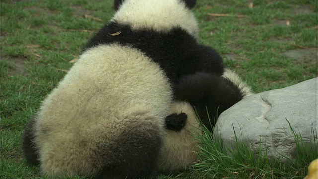 两只熊猫幼崽在摔跤。视频素材