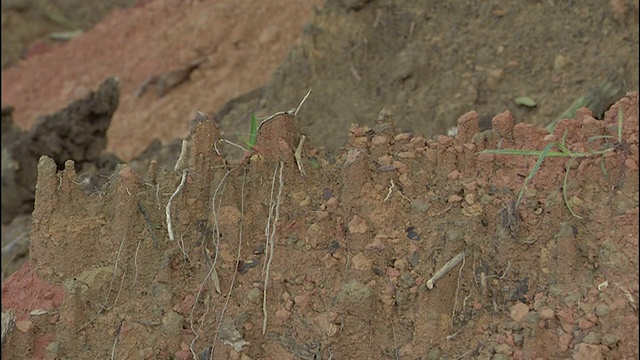 巴西森林砍伐后，树木和植被的根从粘土中探出。视频下载