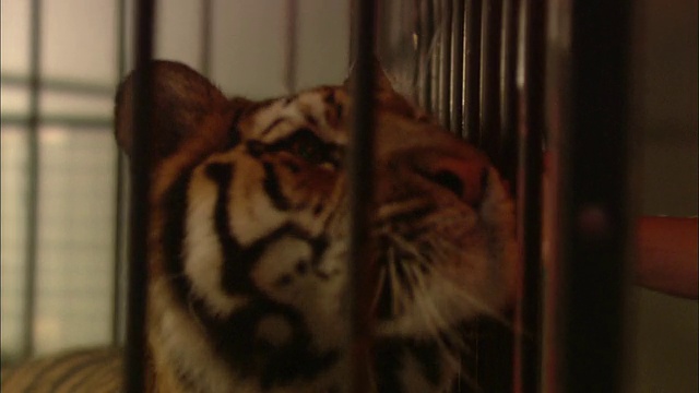 一只老虎在笼子里踱步。视频下载