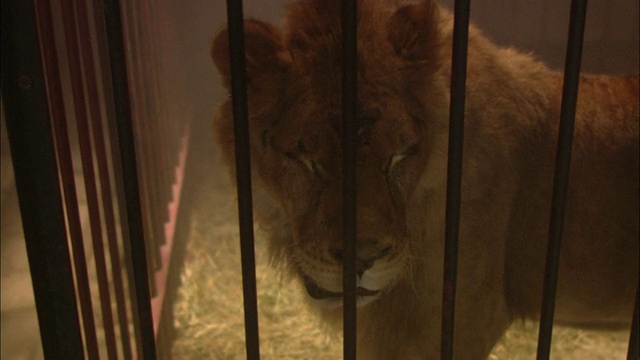 一只狮子在笼子的铁栏后面鸣叫。视频下载