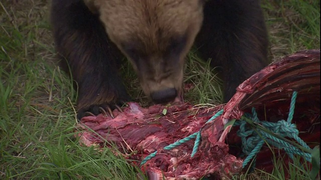 一只熊撕裂了一块肋骨。视频素材