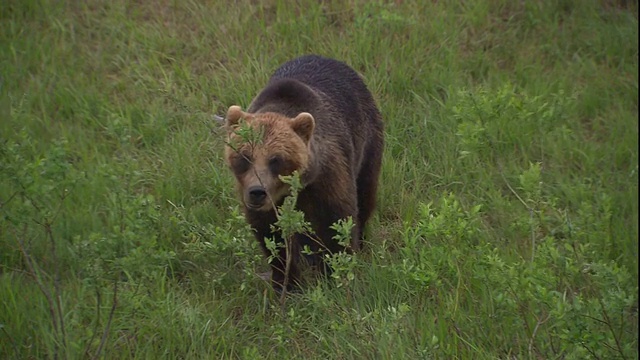 一只熊在草地上嗅来嗅去。视频素材