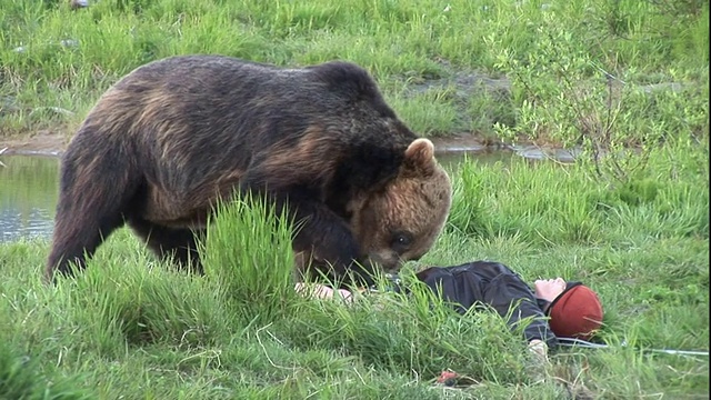 一只灰熊嗅了嗅并舔了舔躺在草地上的人体模型。视频素材
