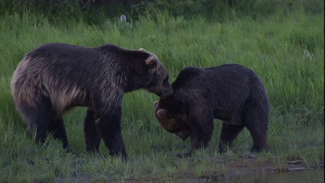 在湖岸边，两只熊在捕食者防护罩里互相用鼻子蹭着，对面是摄影师。视频素材