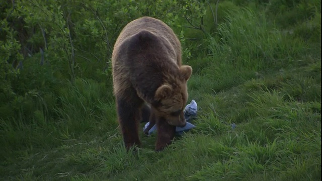 一只熊拖着一块布，另一只熊紧随其后。视频素材