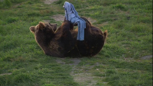一只熊在地上打滚，玩着被撕破的衣服。视频素材