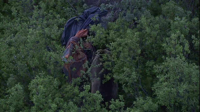 一只灰熊在灌木丛中玩帐篷。视频素材