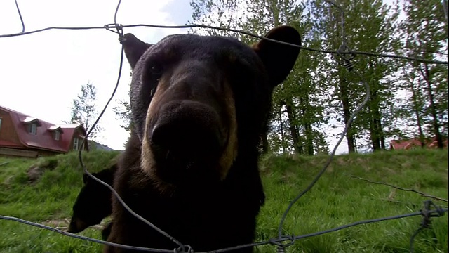 黑熊调查铁丝围栏，把鼻子伸进去。视频下载