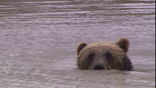 一只熊在湖里游泳。视频素材
