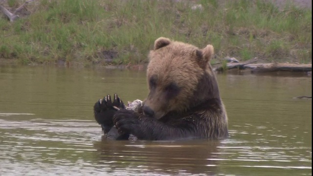 一只熊坐在池塘里吃东西。视频素材