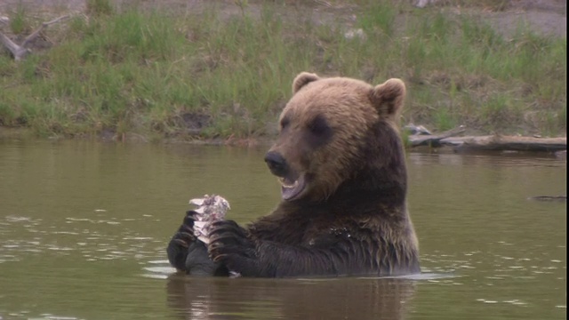 一只熊坐在池塘里吃东西。视频素材