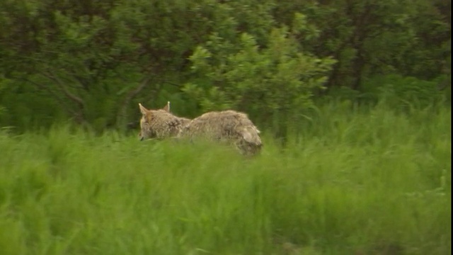 一只土狼小跑着穿过一片草地。视频下载